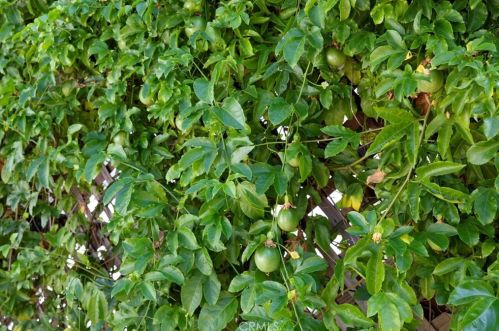 4217 Boston Ave, Glendale CA  91214-2411 exterior