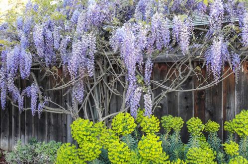 1079 Los Altos Ave, Los Altos CA 94022-1018 exterior