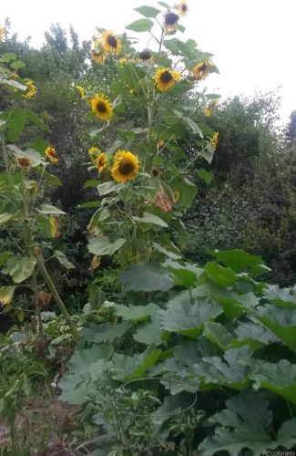 180 Estes St, Denver CO  80215-1791 exterior