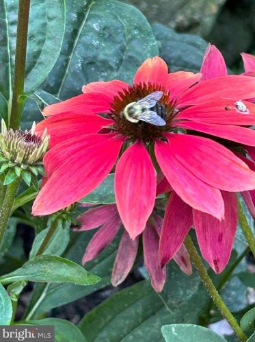 103 Cv Vw Trl, Severna Park MD 21146-4614 exterior