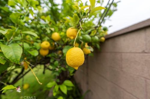 529 Sunkist St, Anaheim CA  92806-3053 exterior