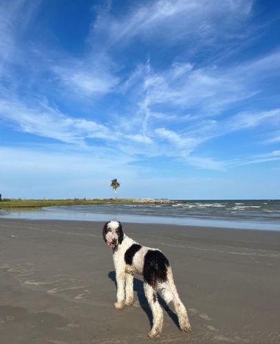 713 Baywood Dr, Taylor Lake Village TX exterior