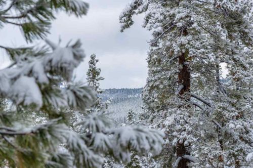 2000 Village Dr, Truckee CA  exterior