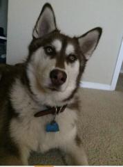 4926 Prince Ct, Littleton CO  80123-2949 exterior