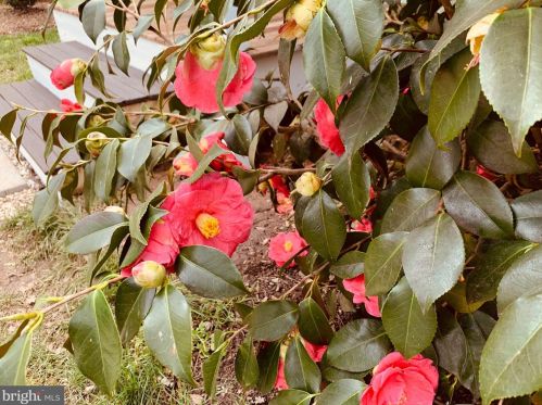 2233 Luzerne Ave, Silver Spring MD 20910-2135 exterior