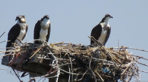 4695 Hahns Peak Dr, Loveland CO 80538-6184 exterior