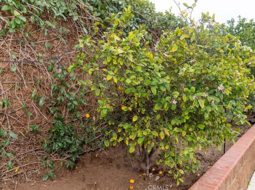 11568 Freedom Trl, Riverside CA  92503-5066 exterior