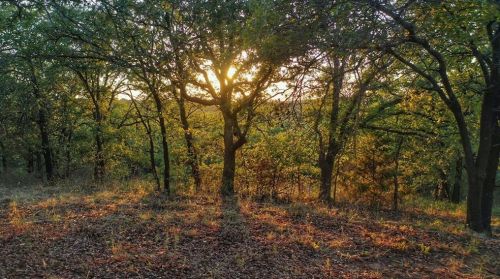 373 Nocona Dr, Nocona TX 76255-9272 exterior