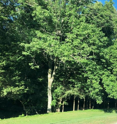 12874 Morgans Meadow Rd, Valles Mines, MO 63020-6407