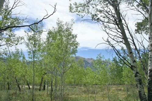 81 Barbra Pl, Crested Butte, CO 81224-9706