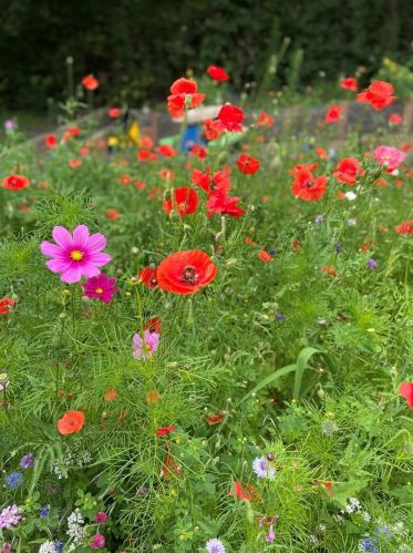 11220 66th Pl, Arvada CO  80004-2552 exterior