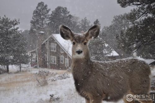 315 Big Horn Dr, Estes Park CO 80517-9004 exterior