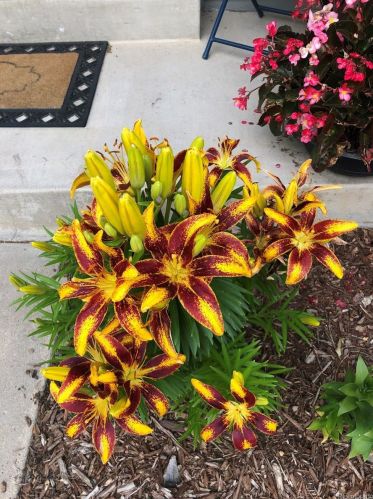 12153 Harvard Dr, Aurora CO 80014-1947 exterior