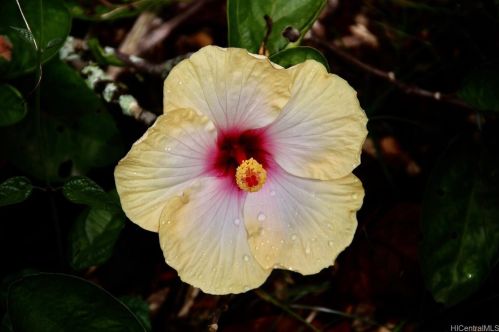 1125 Young St, Honolulu HI  96814-1917 exterior