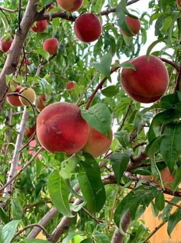 5037 Addison Way, Aurora CO 80016-5390 exterior