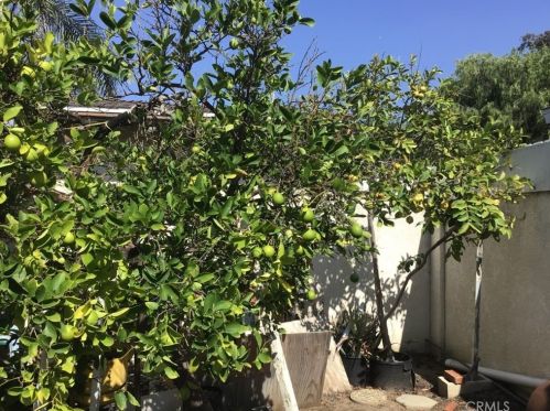 1302 Arlington Ave, Anaheim CA  92801-2003 exterior