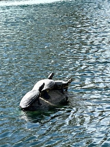 4211 1st St, Santa Ana CA  92703-4023 exterior