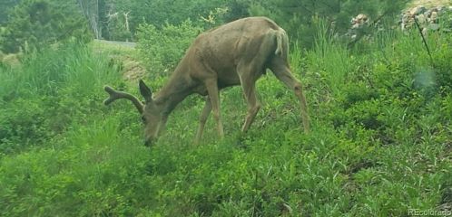 7136 Aspen Meadow Dr, Lakewood CO 80439 exterior