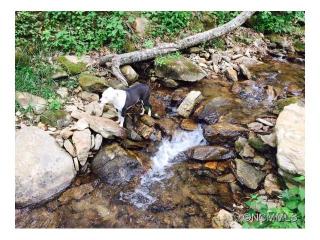 856 Hungry Creek Rd, Canton, NC 28716-5573