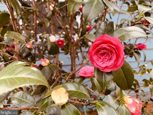 2233 Luzerne Ave, Silver Spring MD 20910-2135 exterior