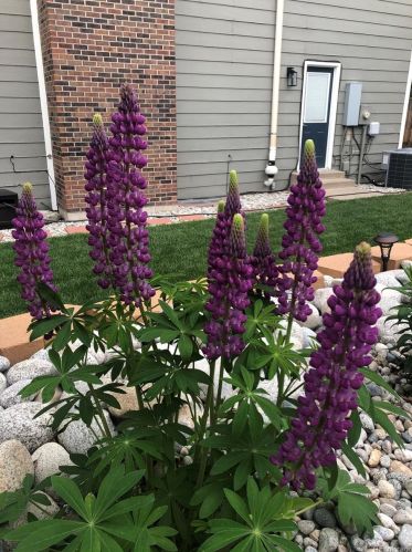 12153 Harvard Dr, Aurora CO 80014-1947 exterior