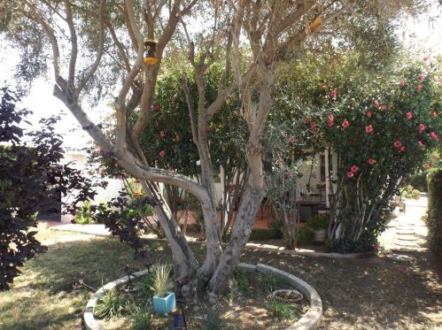 4563 Jones Ave, Riverside CA  92505-1406 exterior