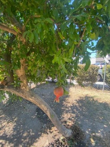 470 Clark St, Turlock CA 95380-5876 exterior