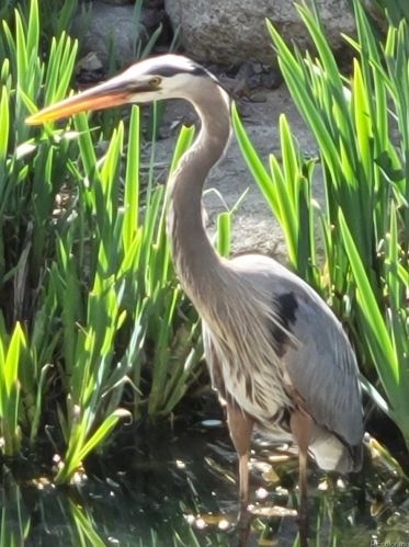 15374 67th Ave, Arvada CO  80007-7015 exterior