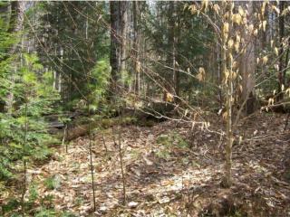 221 Bailey Rd, Bridgewater, NH 03222-6419