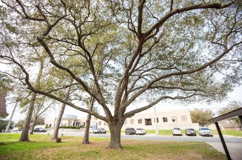 238 Palm St, Bellvue TX  77418-1558 exterior