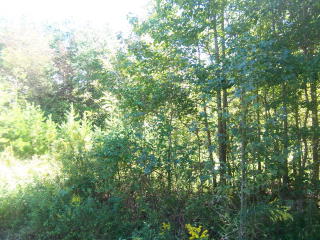 6508 Ward Gap Rd, Casar, NC 28020-7742
