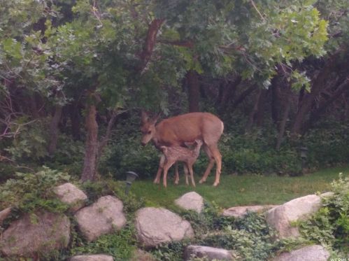 11925 Brookglen Dr, Sandy UT 84092-7149 exterior