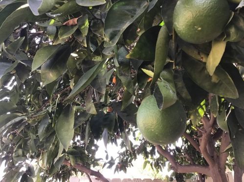 1302 Arlington Ave, Anaheim CA  92801-2003 exterior