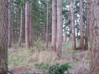 13226 Horizon Pioneer Rd, Rainier, WA