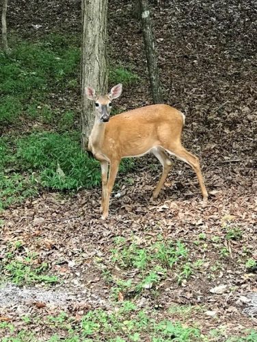 334 Lake View Trce, Big Canoe GA  30143-7533 exterior