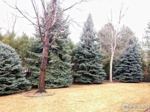 2404 Rollingwood Dr, Fort Collins CO exterior