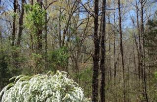 425 Hickory Woods Ln, Eads, TN 38028-3045