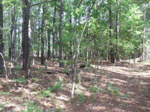 4 Old Orchard Ct, Wagram, NC 28396