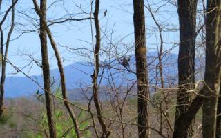 6 New Hope Rd, Ellijay, GA 30540-0064