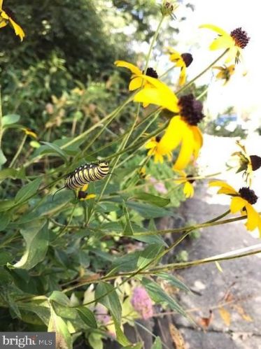 311 Lincoln Ave, Silver Spring MD 20912-5713 exterior