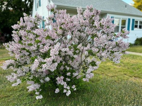 48 Walnut St, Killingly CT  06239-1738 exterior