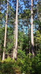 9680 Randall Rd, Mcclellanville, SC 29458-9461