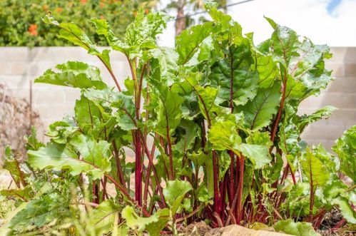 2597 Central Ave, Riverside CA  92506-3409 exterior