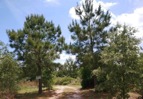181 Ponderosa Loop, Hills, TX 78659-4858