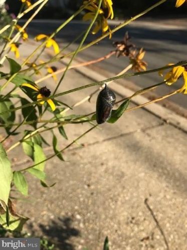 311 Lincoln Ave, Silver Spring MD 20912-5713 exterior