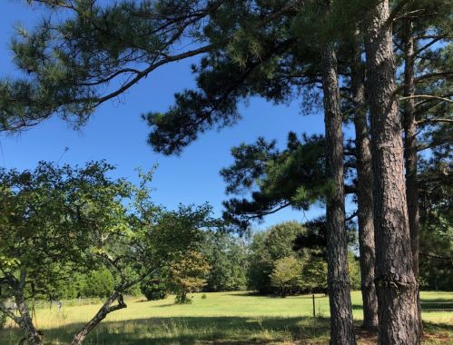 196 Martintown Rd, Meeting Street, SC 29824-3105