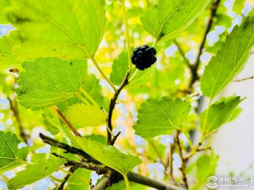 840 Taft Hill Rd, Fort Collins CO  80521-1323 exterior