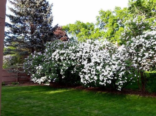 752 Bartelmy Ln, Saint Paul MN 55119-3874 exterior