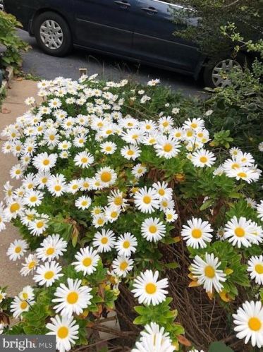 7635 Dunston St, Springfield VA  22151-2611 exterior