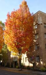 2209 Everett St, Portland OR  97210-5501 exterior